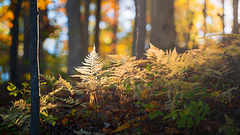 Closeup View Of Fern Leaves Grass With Sunlight In Blur Bokeh Forest Background Nature HD wallpaper