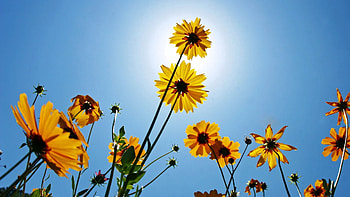 Flowers, Macro, Petals, Shadow, Stem, Stalk HD wallpaper