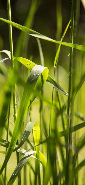 X , Graceful grass, Raindrops on leaves, Flower beauty HD phone wallpaper