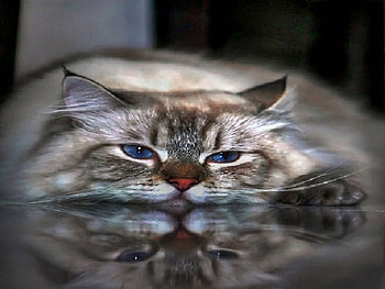 KIKO, blue, eyes HD wallpaper