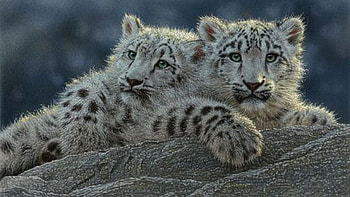 Cat Friends, cats, friends, together, animals HD wallpaper
