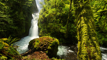 Waterfall, , Forest, Moss, Tree, Waterfalls HD wallpaper