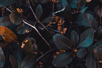 Nature, Leaves, Plant, Branches HD wallpaper