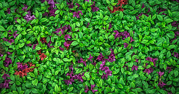 Nature, Flowers, Leaves, Plant, Azalea HD wallpaper