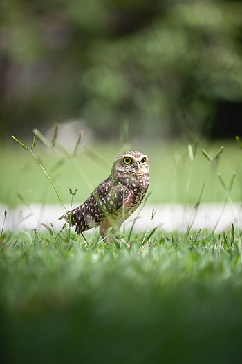 Animals, Grass, Owl, Bird, Predator, Focus HD phone wallpaper