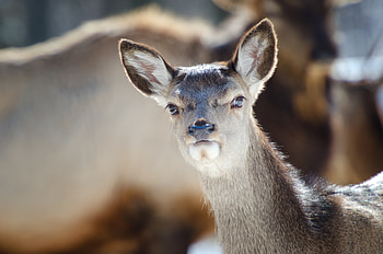 Animals, Ears, Beast, Doe, Fallow Deer HD wallpaper