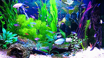 Amazing Aquarium ScreenSaver Windows and Android Full . HD wallpaper