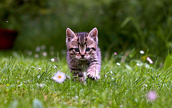 Animals, Cats HD wallpaper
