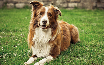 Animals, Grass, Summer, Dog HD wallpaper