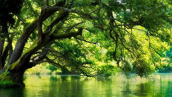 landscape, Nature, River, Macedonia, Forest, Green, Water, Trees / and Mobile Backgrounds HD wallpaper