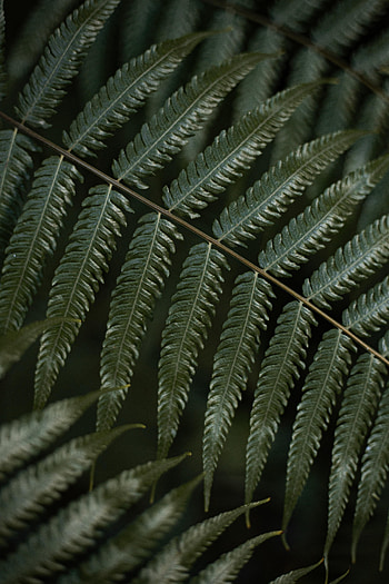 Plant, Macro, Fern, Leaflet HD phone wallpaper
