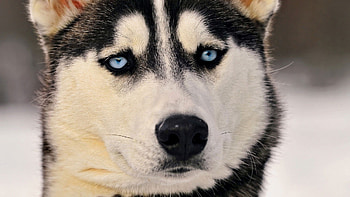 Siberian Husky Eyes, siberian-husky, animals, dog HD wallpaper