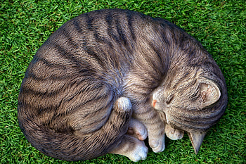 Cat Sleeping Relax Cute , cat, sleeping, animals, cute HD wallpaper