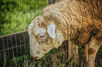 Sheep in natural habitat, Grassland farm, Livestock graphy, Agriculture HD wallpaper