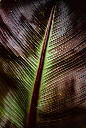 Plant, Macro, Sheet, Leaf, Stripes, Streaks HD phone wallpaper