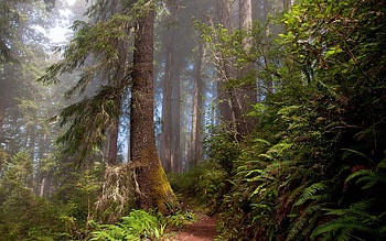 Nature, Trees, Summer, Forest HD wallpaper