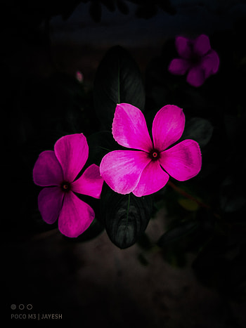 Dark, magenta, flowers, pink, Aligarh HD phone wallpaper