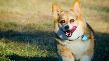 Corgi love, , Doggie cuteness, Endearing face HD wallpaper