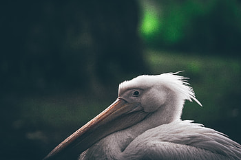 Animals, Bird, Beak, Pelican HD wallpaper