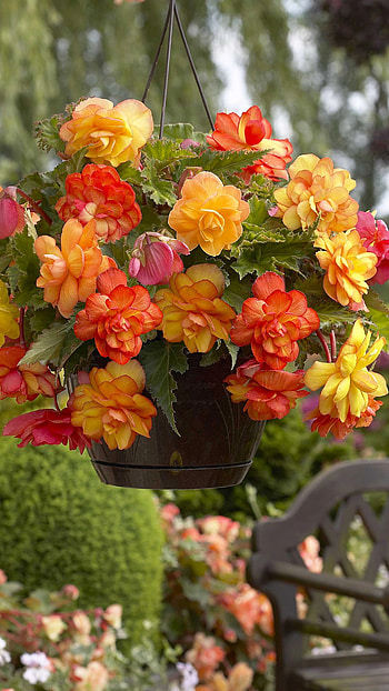 Begonia, Colorful HD phone wallpaper