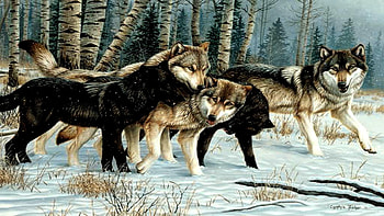Wolf Gathering., winter, forrest, wolves, snow HD wallpaper
