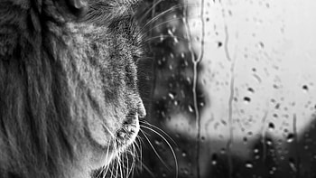 Cat. How to set on your ? HD wallpaper