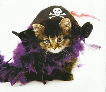 Kitten, white, pirate, cute, cat, pisica, purple, halloween, feather, funny, hat HD wallpaper