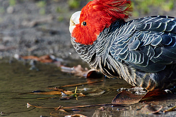Gang Gang Cockatoo, animal, cockatoo, bird, gang HD wallpaper