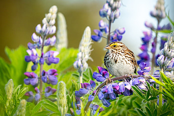 Bird and flowers, summer, blue, green, flower, burd, pasari, vara HD wallpaper