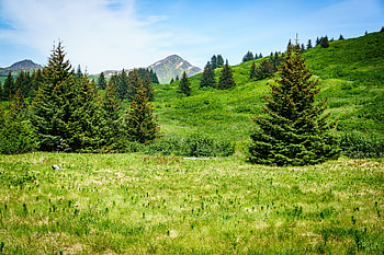 Nature, Trees, Mountain, Vertex, Top, Hills HD wallpaper