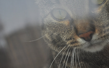 Animals, Cats HD wallpaper