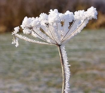 Ice Flower, winter, delicate, white, crystals, snow, ice HD wallpaper