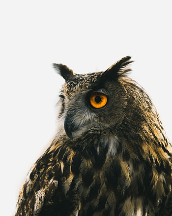 Animals, Owl, Bird, Beak, Eyes, Predator, Eagle Owl HD phone wallpaper