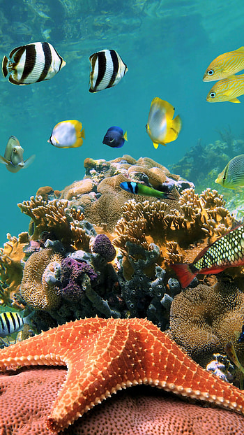 Fish Water, Fish HD phone wallpaper