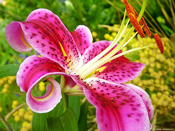 TIGER LILY, gardens, plants, flowers, blooms, lilies HD wallpaper