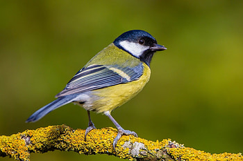Tit Bird Branch , Nature's Enclave, Serene Background, Tree Dwelling HD wallpaper