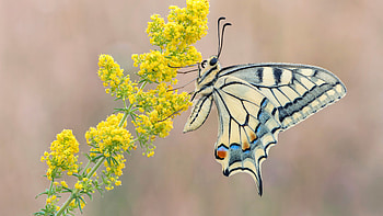 Light, Yellow, Blue, Ash, Design, Butterfly, Yellow, Flowers, Petals, Blur, Background Butterfly HD wallpaper