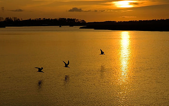 peaceful sunset, birds, peaceful, lake, sunset, evening HD wallpaper