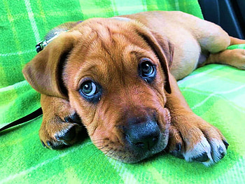 CUTE PUPPY, CUTE, PUPPY, , ANIMAL HD wallpaper