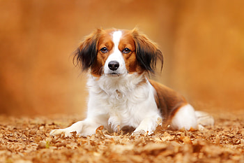 Animals, Autumn, Dog, Foliage, Koikerhondje, Coykerhondie HD wallpaper