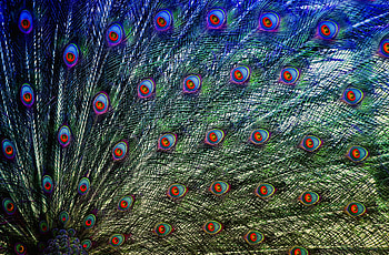 Peacock, bird, plumage HD wallpaper
