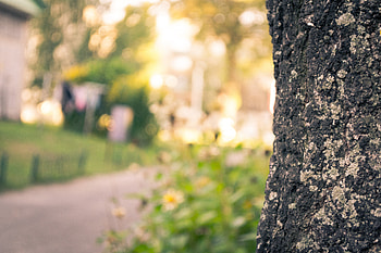 Nature, Macro, Wood, Tree, Bark, Trunk HD wallpaper