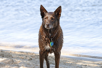 Wet dog, animal, Australian Shepherd HD wallpaper