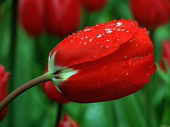 Plants, Flowers, Tulips HD wallpaper