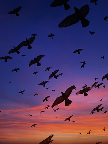 Birds, Dark, Flight, Wings HD phone wallpaper