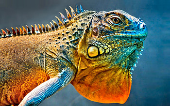 Detailed texture, Iguana HD wallpaper