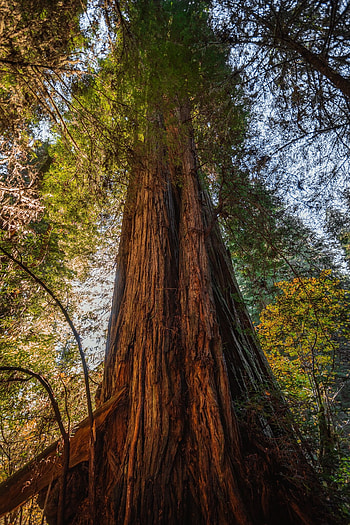 Sequoia paradise, Wildlife habitat, Serene atmosphere, Hiking trails HD phone wallpaper