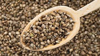 Drug test concerns, Hemp seed query, Comprehensive information, Test results uncertainty HD wallpaper
