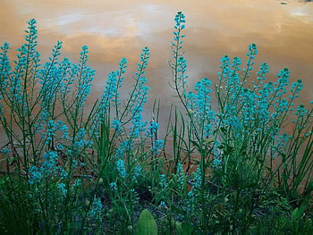 Turquoise Wildflowers, stems, leaves, turquoise, blossoms, green, beautiful, flowers, wild HD wallpaper