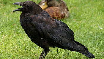Corvus corax, Crows HD wallpaper